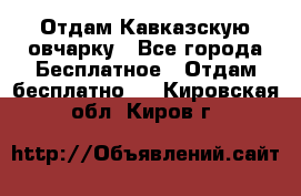 Отдам Кавказскую овчарку - Все города Бесплатное » Отдам бесплатно   . Кировская обл.,Киров г.